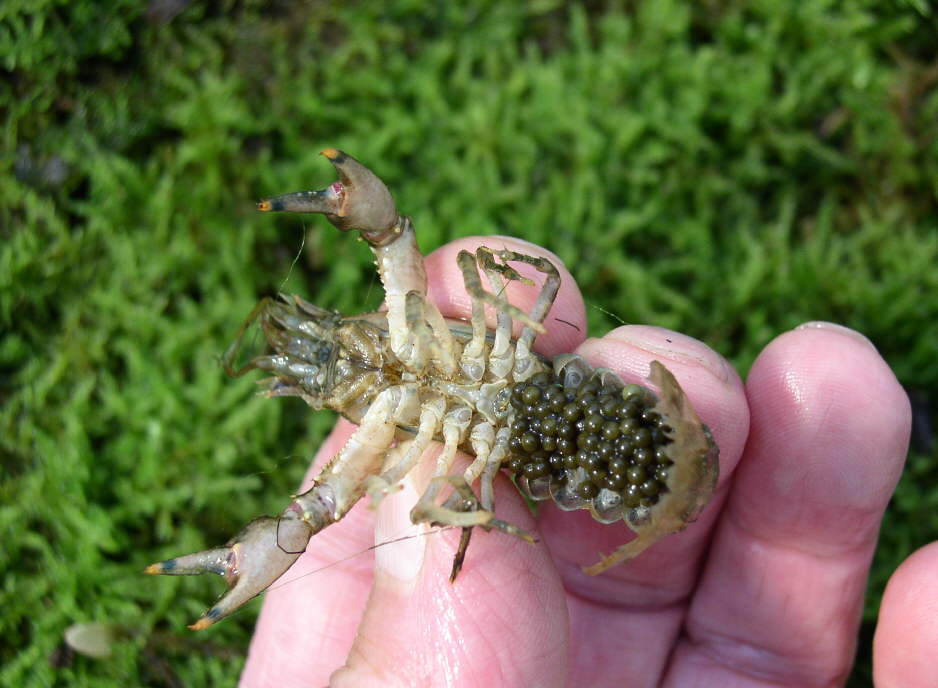 Ecrevisse orconectes limosus femelle avec ses oeufs